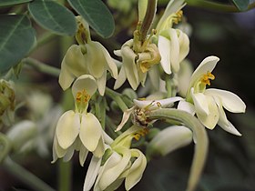 Hábito, flores e fruto de Moringa oleifera.