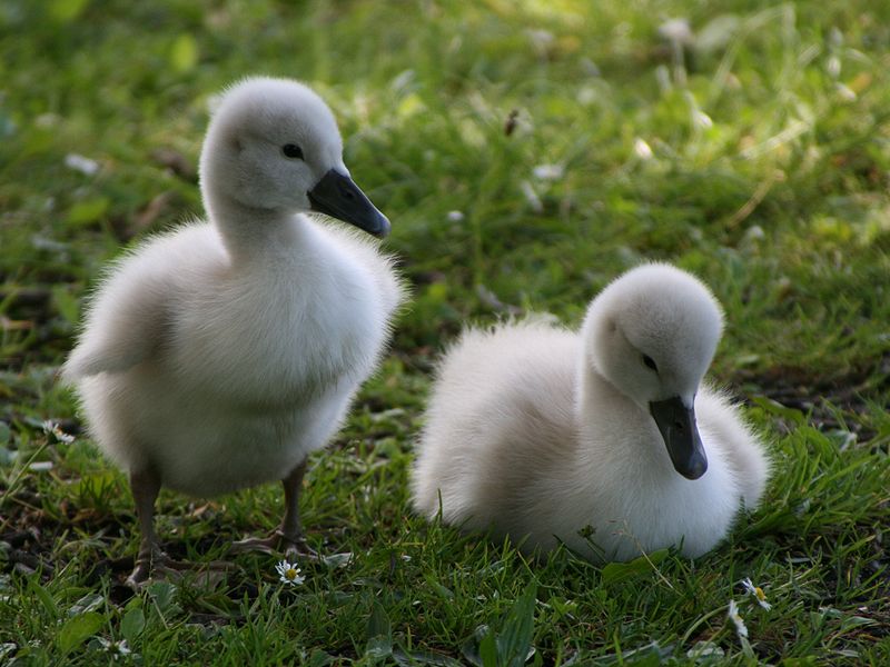 Ficheiro:Mute Swan Cygnets detail.jpg