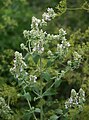 Echte Katzenminze (Nepeta cataria)