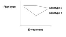 Wykres przedstawiający dwie krzywe (dwa genotypy) obrazujące poziom jakiejś cechy fenotypowej (na osi Y) w zalezności od środowiska (na osi X).