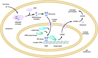 General mechanism of action of steroid hormones