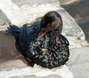 An oiled bird from Oil Spill in San Francisco ...