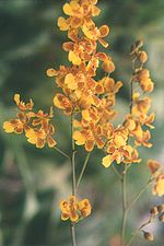 Miniatura para Oncidium