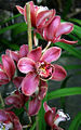 Орхідея Cymbidium cultivars