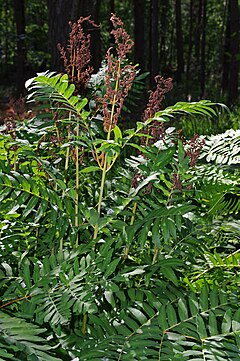 reĝa osmundo (Osmunda regalis)[1]