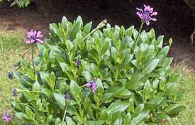 Osteospermum 'Pink Whirls'