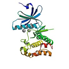 PBB Protein WEE1 image.jpg