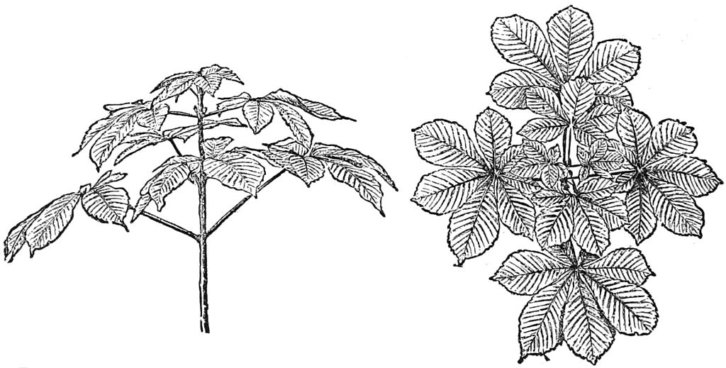 PSM V27 D366 Branch and leaf arrangements of beech and elm trees