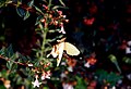 Il lepidottero su un fiore in Natal (Sudafrica)