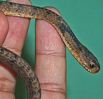 Ular siput, spesimen dari Bogor, Jawa Barat