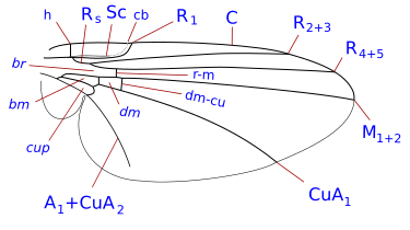 Phytomyzinae wing veins