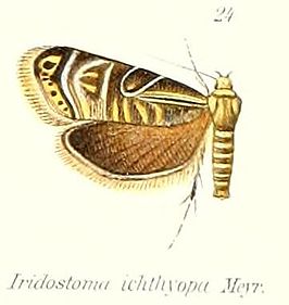 Iridostoma ichthyopa