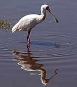 Platalea alba