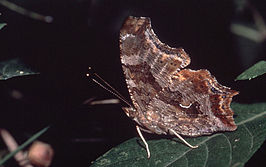 Polygonia progne