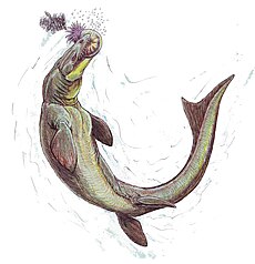 Prognathodon3.jpg