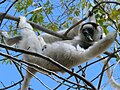 Sifaka biała