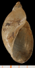 A photograph of a brown succineid-line shell