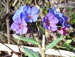 Pulmonaria obscura