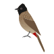 Red-vented Bulbul