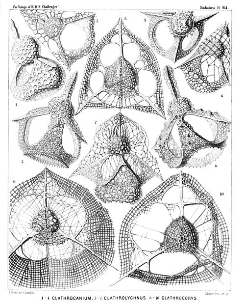 Plate 64.