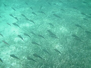 Sekawan sotong di Taman Negara Dry Tortugas, Florida