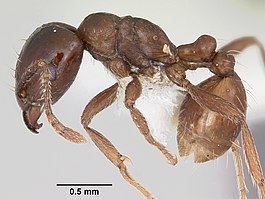 Rhoptromyrmex globulinodis