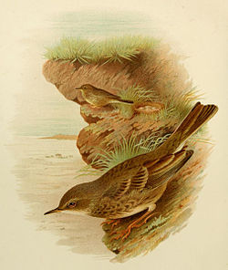 Ilustrasi burung Anthus petrosus oleh Henrik Grönvold