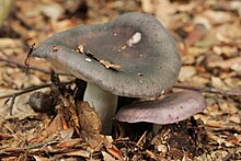 „Виолетовозелена гулабка“ (Russula cyanoxantha)