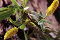 Salix lucida lasiandra(02).jpg