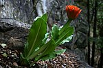 Miniatura para Scadoxus puniceus