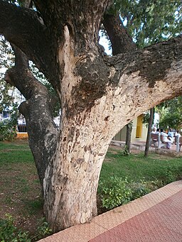 Sivan-Park-Nizhal-Tree-Walk-Human-Virus-Rain-Tree