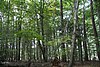 Vzrostlé stromy v Sobědražském pralesu