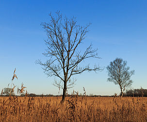 Paysage du parc national Weerribben-Wieden, tourbière au nord de la province néerlandaise d'Overijssel. (définition réelle 3 749 × 3 116)