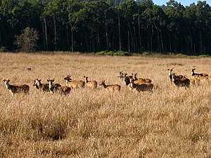 Spotted deer group in Jim Corbett national par...