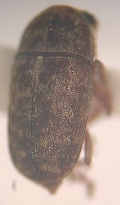 Araecerus levipennis