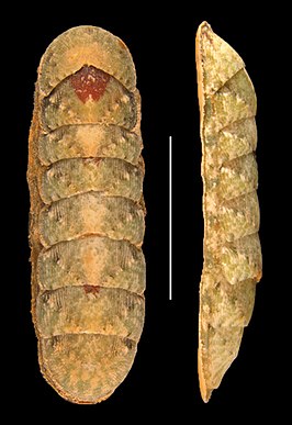 Stenoplax (Stenoplax) bahamensis