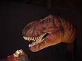 Tyrannosaurus Animatronics model at NHM 'Dino Jaws' exhibition