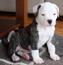 American Bulldog hvalp