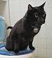 Panther, a toilet-using cat, photographed in S...