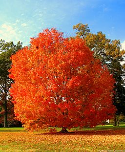Unidentified orange red tree