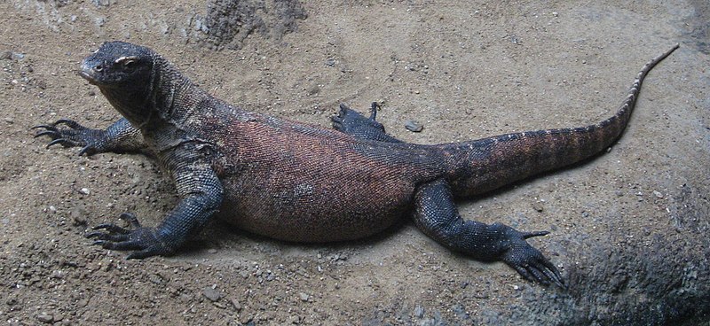 File:Varanus komodoensis.JPG