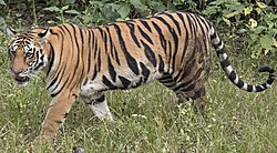 Intiantiikeri (Panthera tigris tigris).