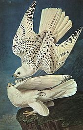 White gyrfalcons drawn by John James Audubon White Gerfalcons.jpg