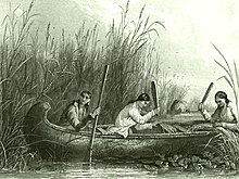 Traditional wild rice harvesting continues into the present day as a living tradition. Wild rice harvesting 19th century.jpg