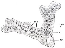 Tavaline amööb (Amoeba proteus)