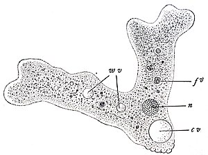 Amoeba sp.