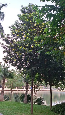 喺流花湖公園入面種嘅黃金蒲桃