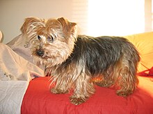 Yorkshire Terrier