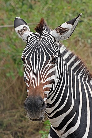 English: Portrait of a Plains zebra Equus quag...
