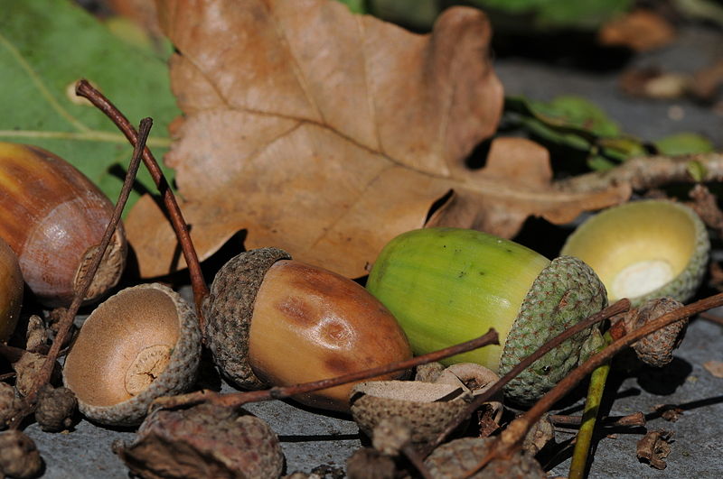 File:Acorns of Quercus robur, Eichel der Stieleiche 17.JPG